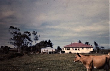 14 NZ Tuna farm house and cow